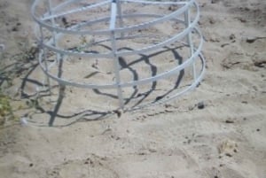 Pafos: Excursión en Buggy Akamas incl y Cataratas de Adonis