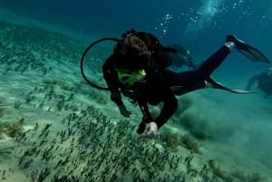 Paphos : Découverte de la plongée sous-marine avec prise en charge