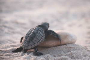 PAPHOS: Exklusives Schildkrötenabenteuer mit dem Jeep (privat)