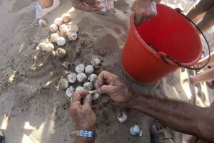 PAPHOS: Esclusiva avventura con le tartarughe in jeep (privato)