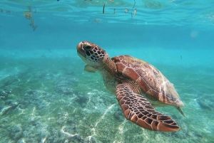 PAPHOS: Exklusives Schildkrötenabenteuer mit dem Jeep (privat)