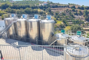 Vintur i Pafos kullar: Tsangarides, Kolios och Vouni Panayia