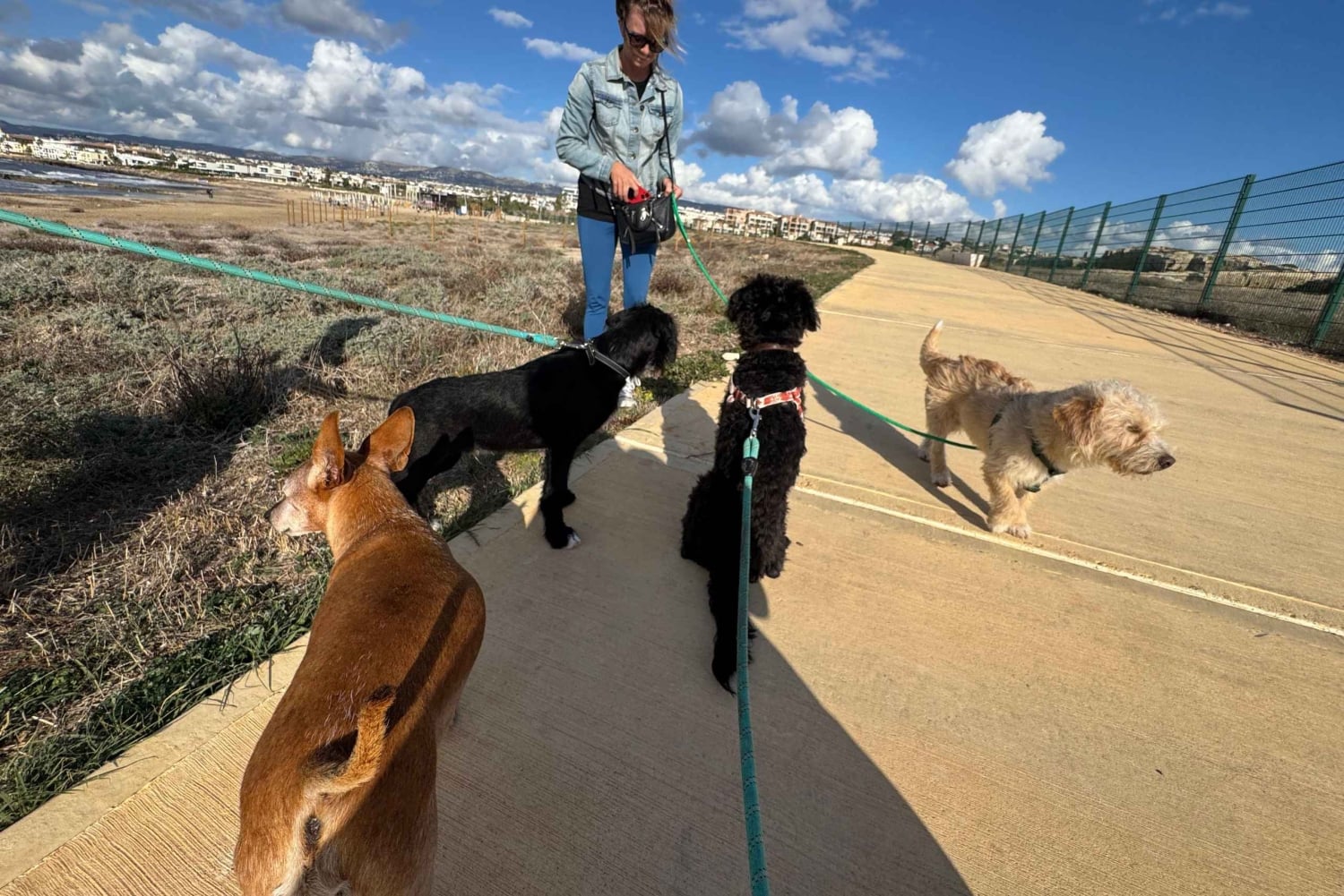 Paphos: Lighthouse Area Beach Walk with Rescue Dogs