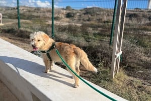 Paphos: Lighthouse Area Beach Walk with Rescue Dogs