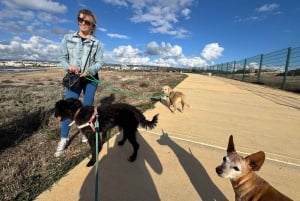 Paphos: Lighthouse Area Beach Walk with Rescue Dogs
