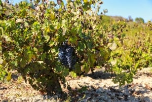 Paphos: Visita às adegas locais com provas de vinho