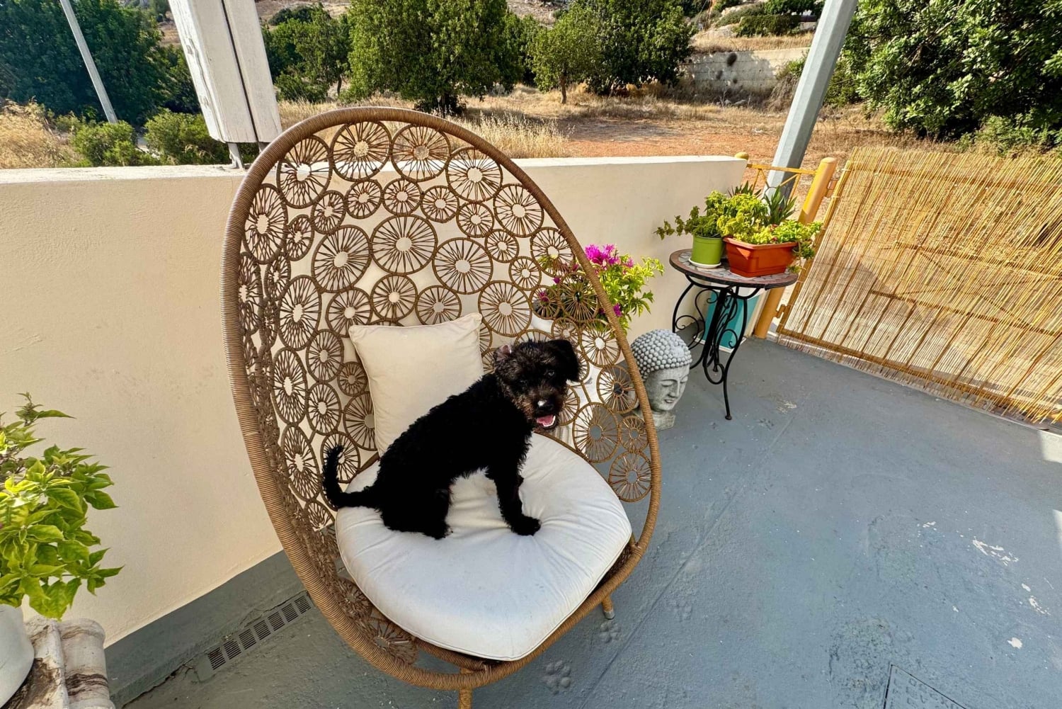 Paphos/Peyia: Kaffee, Kuchen und Kuscheln mit geretteten Welpen