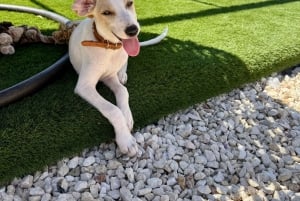 Paphos/Peyia: Kaffee, Kuchen und Kuscheln mit geretteten Welpen