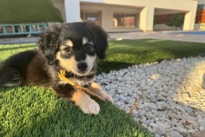 Paphos/Peyia: Kaffee, Kuchen und Kuscheln mit geretteten Welpen