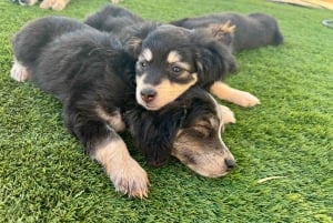 Paphos/Peyia: Kaffee, Kuchen und Kuscheln mit geretteten Welpen