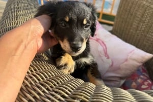 Paphos/Peyia: Kaffee, Kuchen und Kuscheln mit geretteten Welpen