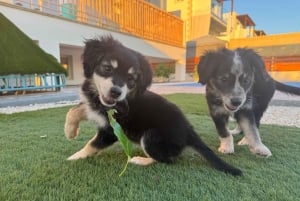 Paphos/Peyia: Kaffee, Kuchen und Kuscheln mit geretteten Welpen