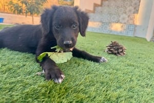 Paphos/Peyia: Kaffee, Kuchen und Kuscheln mit geretteten Welpen