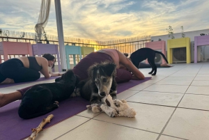 Pafos (Peyia): Mindful-joogaa pelastuskoirien kanssa