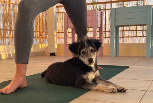 Pafos (Peyia): Mindful-joogaa pelastuskoirien kanssa