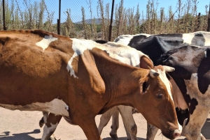 “Paphos Private Tour: Akamas, Avakas, Turtle Bay & Winery”