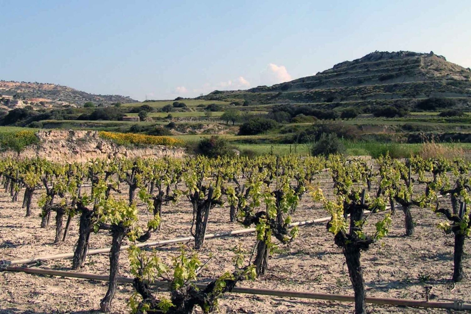 Paphos : Private Wine Tour with Wine Tasting