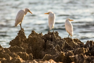 Paphos: Cruzeiro Sea Star para a Baía dos Corais