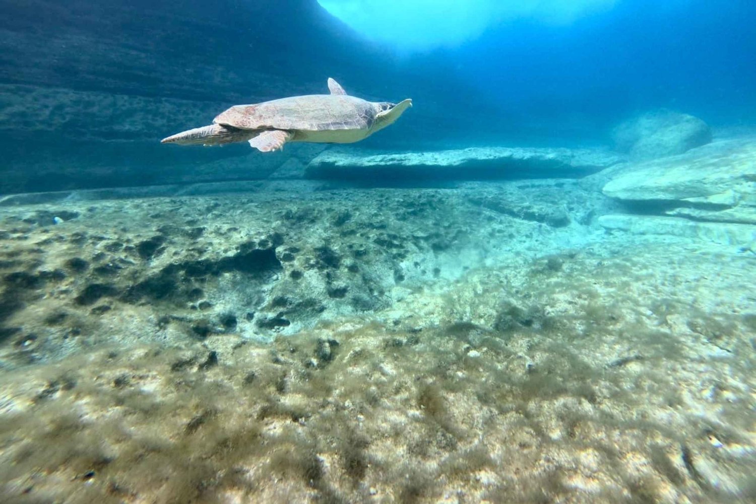 Paphos : excursion guidée de plongée avec tuba pour observer les tortues marines