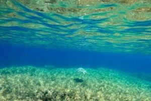 Paphos : excursion guidée de plongée avec tuba pour observer les tortues marines