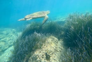 Paphos : excursion guidée de plongée avec tuba pour observer les tortues marines