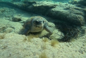 Paphos : excursion guidée de plongée avec tuba pour observer les tortues marines