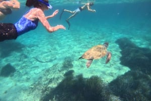 Paphos : excursion guidée de plongée avec tuba pour observer les tortues marines