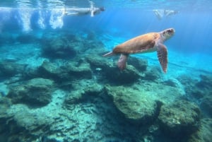 Paphos : excursion guidée de plongée avec tuba pour observer les tortues marines