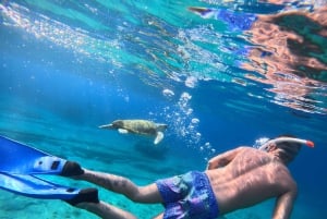 Paphos : excursion guidée de plongée avec tuba pour observer les tortues marines