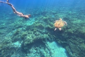 Paphos : excursion guidée de plongée avec tuba pour observer les tortues marines