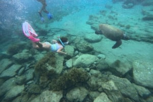 Paphos : excursion guidée de plongée avec tuba pour observer les tortues marines
