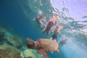 Paphos : excursion guidée de plongée avec tuba pour observer les tortues marines