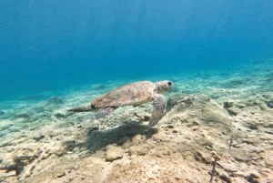 PAPHOS: Snorkling ved Moulia Rocks (båt)