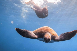 PAPHOS: Snorkling ved Moulia Rocks (båt)