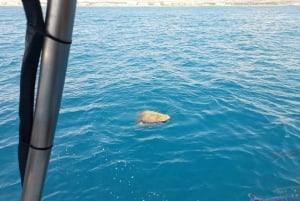 パフォス：イエローグラスボトムボートクルーズ（泳ぎ＆シュノーケリング）