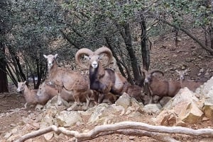 Paphos - Troodosgebergte door dorpjes en bossen.