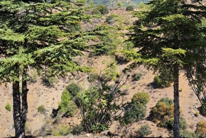 Paphos: recorrido en jeep por las montañas de Troodos con cata de vinos