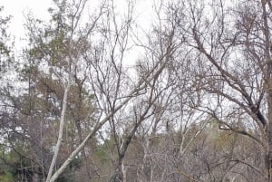 Pafos: Excursión a los Pueblos de las Montañas de Troodos con Cata de Vinos