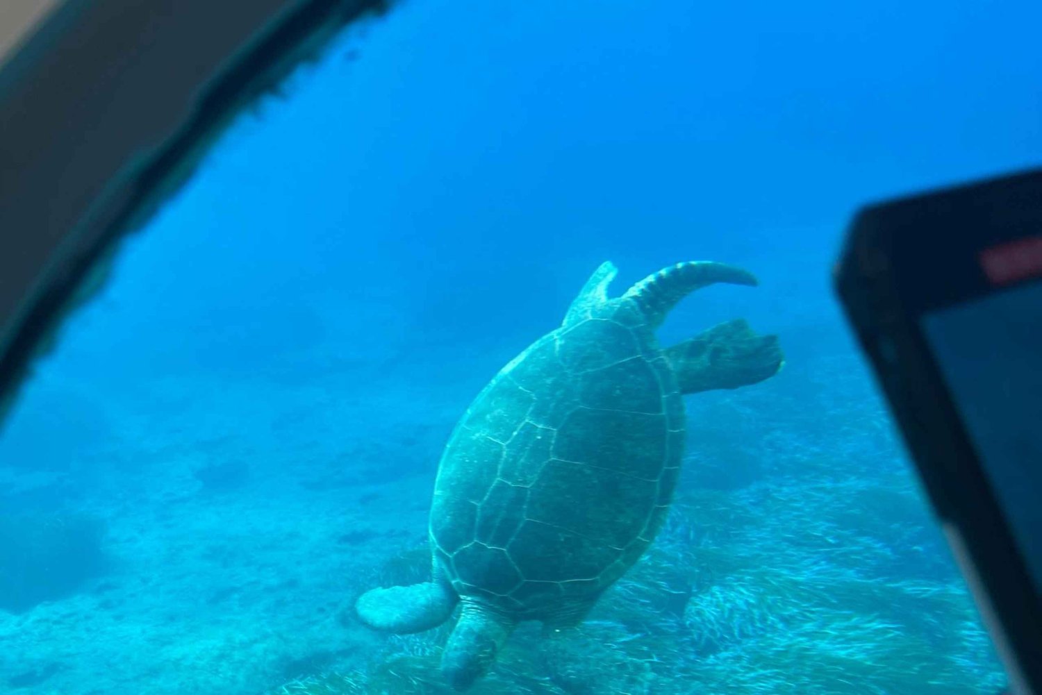 Paphos: Cruzeiro para observação de tartarugas, aventura de mergulho com snorkel e pôr do sol