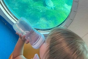 Pafos: crucero para avistar tortugas, aventura de snorkel y puesta de sol.