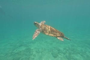 Paphos: Schildkrötenbeobachtung und Schnorchelausflug mit dem Seescooter