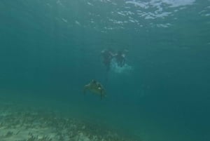 Pafos: Observación de tortugas con esnórquel en moto de mar