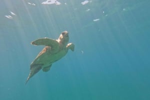 Paphos: Skildpaddeobservation, snorkling og scootertur