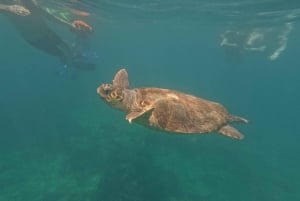 Pafos: Observación de tortugas con esnórquel en moto de mar