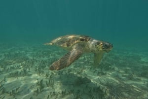 Paphos: Schildkrötenbeobachtung und Schnorchelausflug mit dem Seescooter