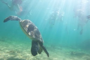 Pafos: Paphos: Turtle-Watching Snorkeling Sea Scooter Trip