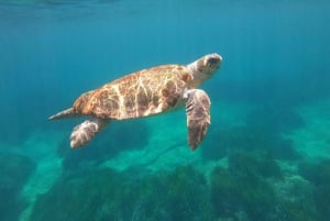 Paphos: Schildkrötenbeobachtung und Schnorchelausflug mit dem Seescooter