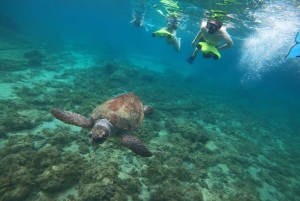 Paphos: Schildkrötenbeobachtung und Schnorchelausflug mit dem Seescooter