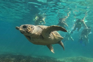 Paphos: Schildkrötenbeobachtung und Schnorchelausflug mit dem Seescooter