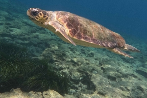 Paphos: Schildkrötenbeobachtung und Schnorchelausflug mit dem Seescooter